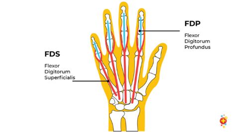 fdp finger anatomy